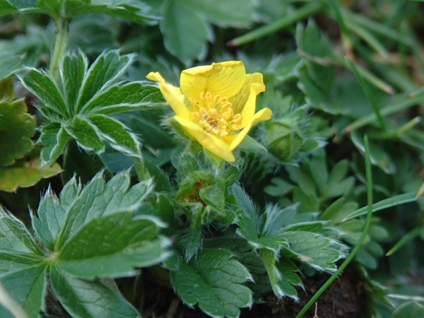 pianta senza nome - Potentilla sp.